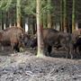 Wildwood Trust