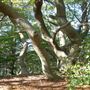 Perry Wood