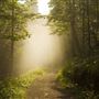 Sherwood Forest