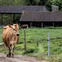 Bluebell Farm