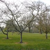 Sir Harold Hillier Gardens