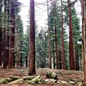 Redwood Centre Parcs