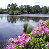 Axe Pond