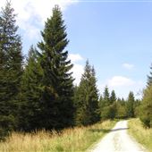 Gisburn Forest