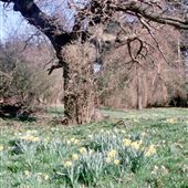 Butley Village