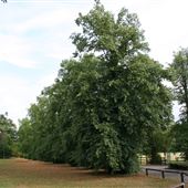 Shenley Cricket Ground & Pavilion