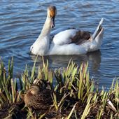 Backwell Lake
