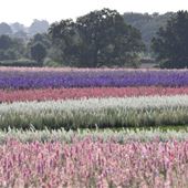 Flower Farm