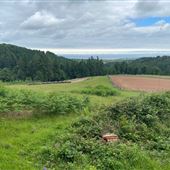Combe Sydenham Country Park & Forest