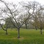 Sir Harold Hillier Gardens