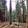 Redwood Centre Parcs