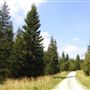 FE - Gisburn Forest