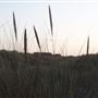 Caister on Sea Beach
