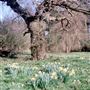 Butley Village