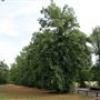 Shenley Cricket Ground & Pavilion