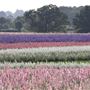 Flower Farm