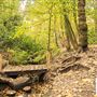 Woodland, Tatton Estate