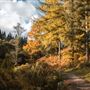 FE - Cannock Chase, Rugeley