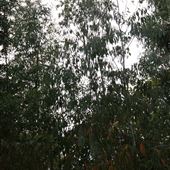Rushmere Park - Australian Woodland