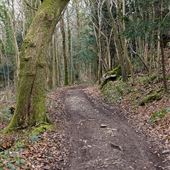 Fairy Steps Woodland