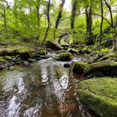 Chatsworth woodland