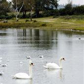 Hatchett Pond