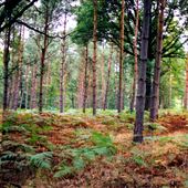 NT - Hatfield Forest