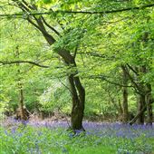 Epping Forest Woodland Burial Park