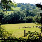 Falconhurst - Edells