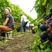 Barnsole Vineyard