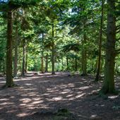 Clowes Wood