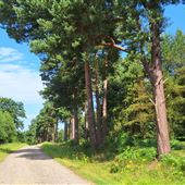 Kings Wood