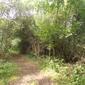 Lower Moor