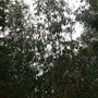 Rushmere Park - Australian Woodland