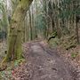 Fairy Steps Woodland
