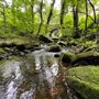 Chatsworth woodland