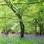 Epping Forest Woodland Burial Park