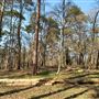 Tilford Nature Reserve