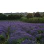Heacham Village