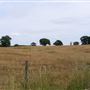 Blundeston Marshes & Heathland