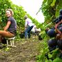 Barnsole Vineyard