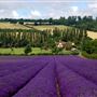 Castle Farm Estate - Lavender Farm