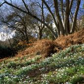 NT - Winkworth Aboretum