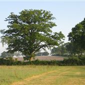 Greens Farm