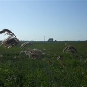 RSPB Buckenham Marshes