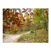 Colney Woodland Burial Park