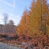 Rendlesham Forest