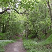 Wharncliffe Wood, Sheffield