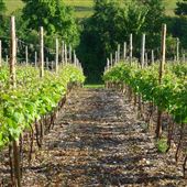 Frithsden Vineyard
