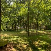 Bygrave Woods